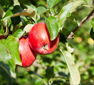 Apples from Kivik