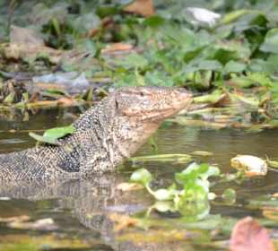 Ein Waran in den Klongs von Bangko