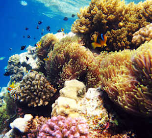 Anemone City Lahami Hausriff