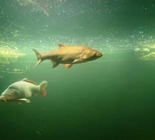 Heimische Süßwasserfische im  Aquarium