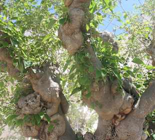 Stadtrundgang Sperlonga