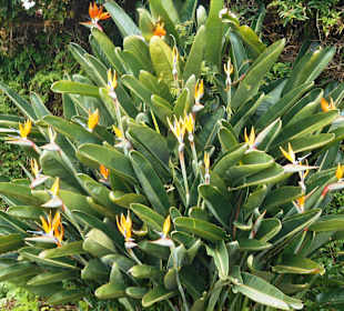 Palheiro Gardens