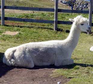 Alpaka auf dem Monte Baldo