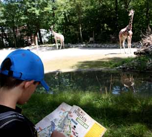 Neues Giraffengehege