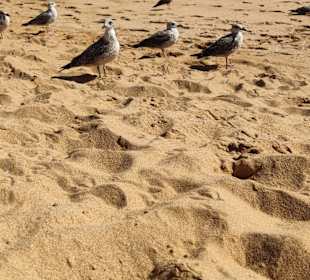 Praia de Nossa Senhora da Rocha