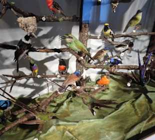 Im Naturalienkabinett des Stadtmuseums Saalfeld