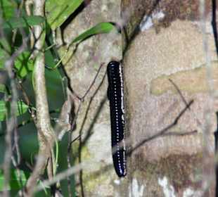 Riesentausendfüßler