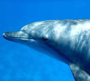Delfine erleben mit Yasser