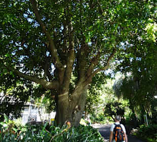 Stadtrundgang Sydney