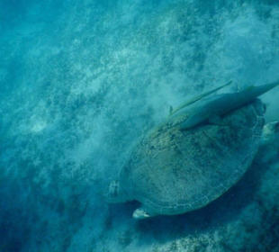 Meeresbewohner vom Riff Hotel Iberotel Coraya Beach