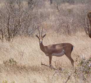 Antilope