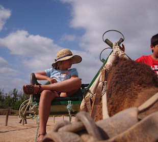 Oasispark - Kamelreiten