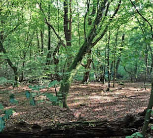 Eindrücke aus dem Neuenburger Urwald