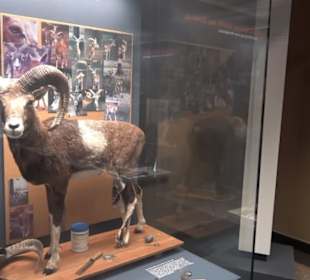 Museum der Naturkunde