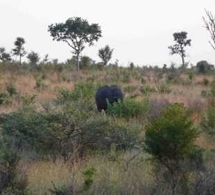 Krüger Nationalpark