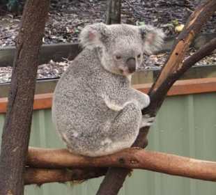 Zoobesuch bei Brisbane