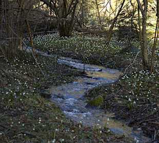 Bachlauf mit Schneeglöckchen