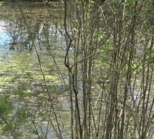 Naturerlebnisweg des NABU-Metzingen