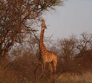 Giraffe