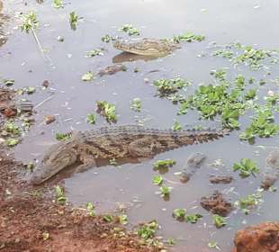 Krokodilteich