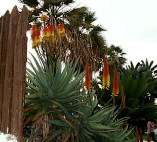 Palisadenreste der ehemaligen Festungsanlage