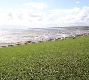 Zum Wattenmeer