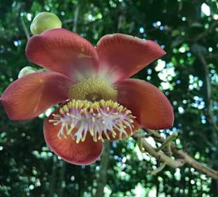 Wunderschöne Blumen...