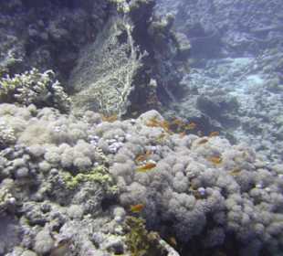 Tauchgebiet Umm Gamar