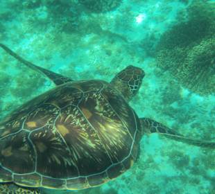Schildkröten Apo Island