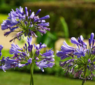 Die Blumen im garten