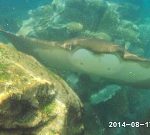 Schnorcheln mit den Rochen