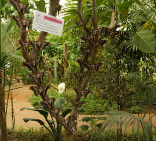 Mariposario de Benalmàdena