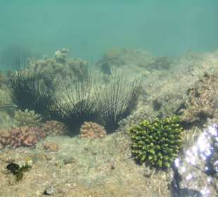 Riff des Coral Beach