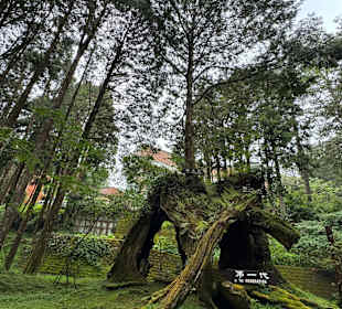 Alishan National Forest