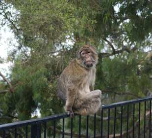 Gibraltar - enklawa brytyjska