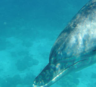 Delfinausflug mit Mo