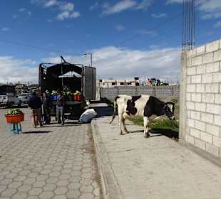 Eine Kuh wird zum Viehmarkt verbracht