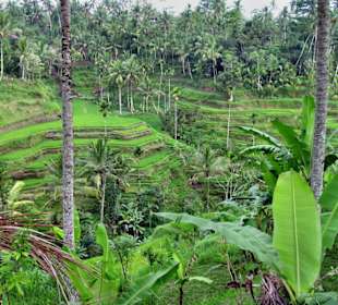 Reisterrassen bei Ceking