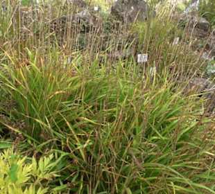 Alpinum