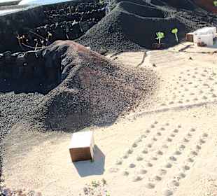 Fundacion Cesar Manrique