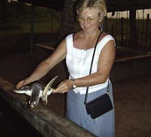 Schildkrötenfarm