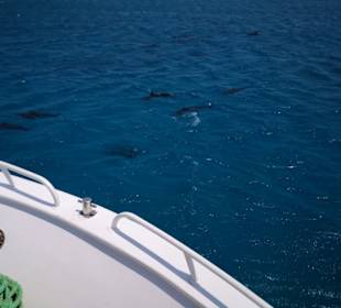 Delfine sofort am Schiff