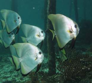 Schnorcheln Raja Ampat