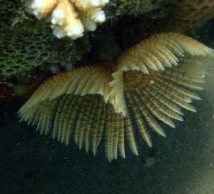 Indischer Röhrenwurm