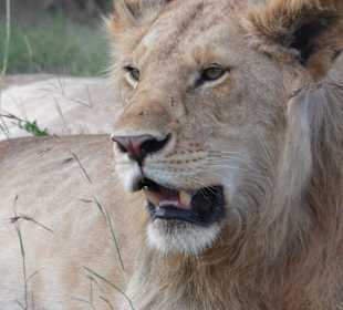 Masai Mara