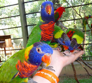 Vogelpark mit frei fliegenden Loris