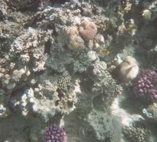 Hausriff des Fort Arabesque