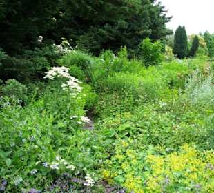 Verschiedene Pflanzenbereiche