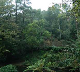 Wald