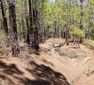 Camino a Candeleria (Pilgerweg)